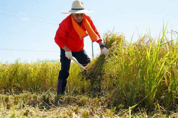 직접 벼를 베고 있는 이완섭 시장