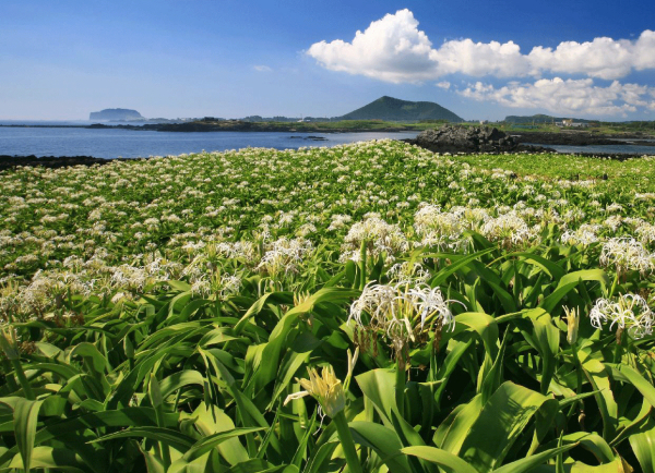 제주 토끼섬 문주란 자생