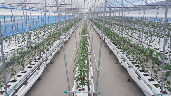 시설고추양액재배