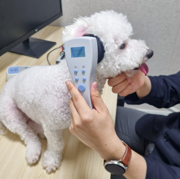 반려동물 청력검사 모습