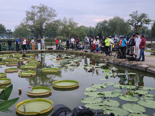 궁남지 빅토리아 연꽃