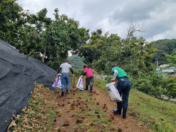 농촌일손돕기 사진 - 알밤 줍기 모습