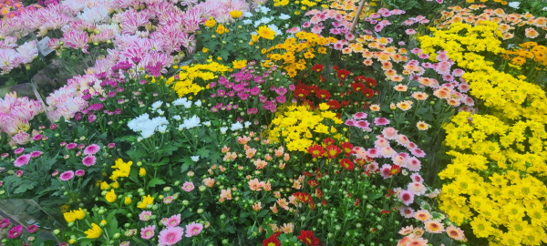 형형색색의 아름다운 국화꽃