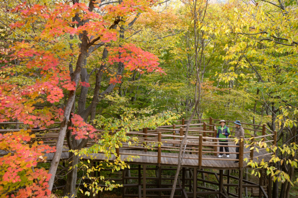 한국산림복지진흥원 소속기관 국립청도숲체원(경북 청도군 운문면)에서 가을철 숲 풍경을 감상하는 모습
