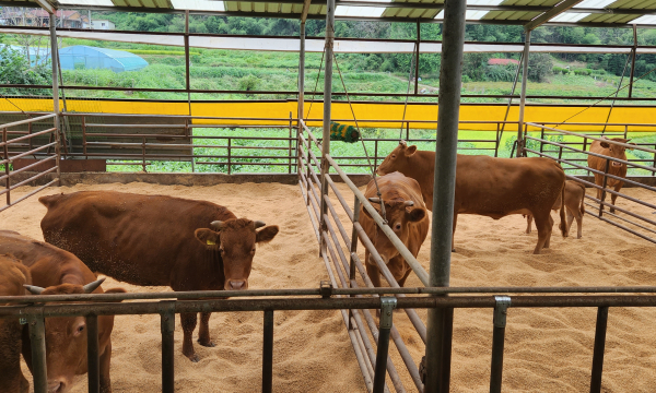 환절기 축종별 건강관리법 홍보 주력-축사 바닥 관리