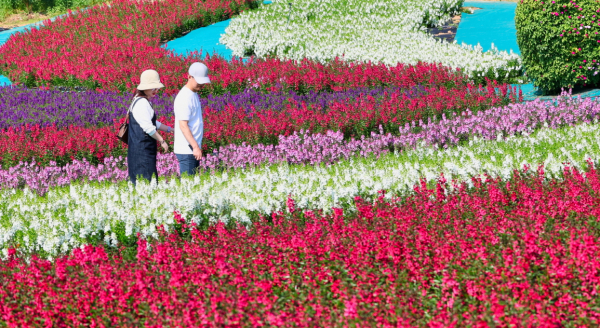 코리아플라워파크 가을꽃박람회 모습(10월 4일).