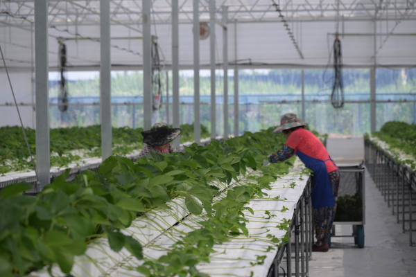 광석면 사월리 딸기육묘장 내부 모습