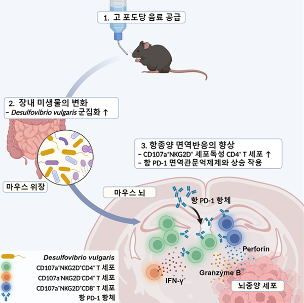 고 포도당 음료가 장내 미생물 조절을 통해 교모세포종 면역반응에 미치는 연구의 전체적 개요