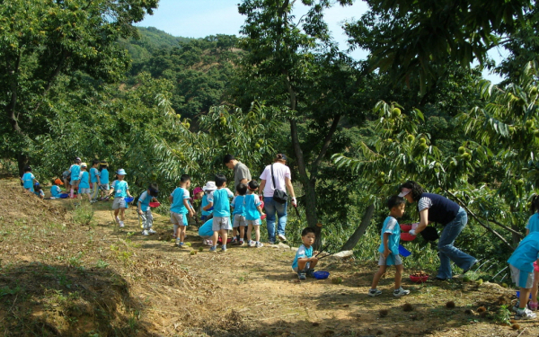 알밤 줍기 체험 행사 진행 모습