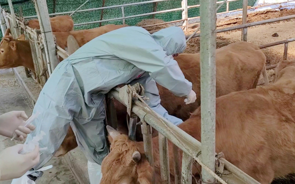 지난 24일 서산시 방역 관계자가 성연면에서 럼피스킨병 백신을 접종하는 모습