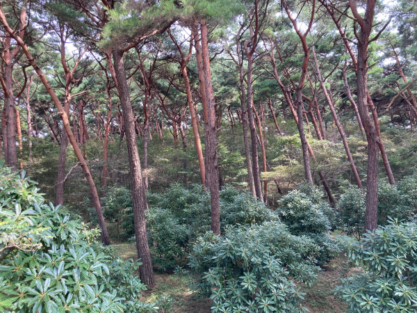 충남도 내화수림대