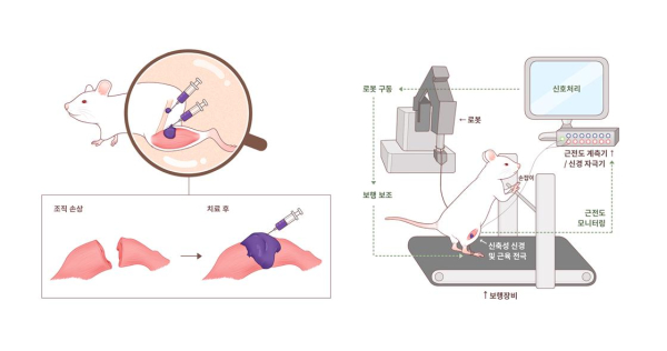 기초과학연구원(IBS) 뇌과학 이미징 연구단이 제시한 주사 주입형 조직 보철용 전도성 하이드로젤 소재를 통한 보행 재활 훈련