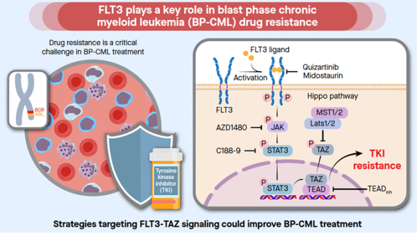 급성기 만성골수성백혈병 약물 내성 극복을 위한 FLT3-TAZ 신호 전달 체계 제어 치료전략