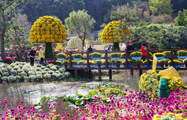 ‘2023년 꽃과 바다 태안 국화축제’ 모습(10월 27일).