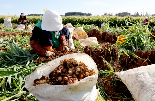 태안 생강 수확 모습