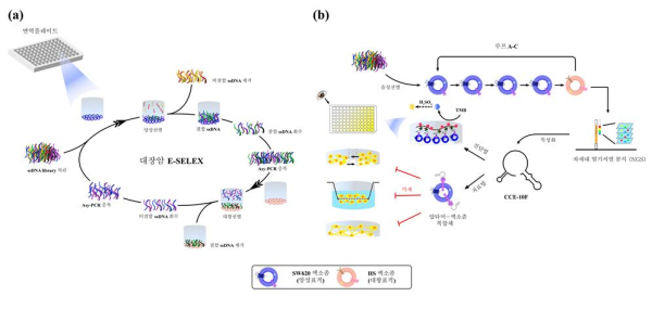 대장암 엑소좀에 특이적으로 결합하는 DNA 압타머를 선별하는 기술인 E-SELEX(a) 및 DNA 압타머 특성화 분석(b) 모식도