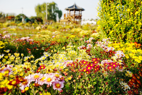 지난 3일부터 12일까지 개최된 제24회 서산국화축제 모습
