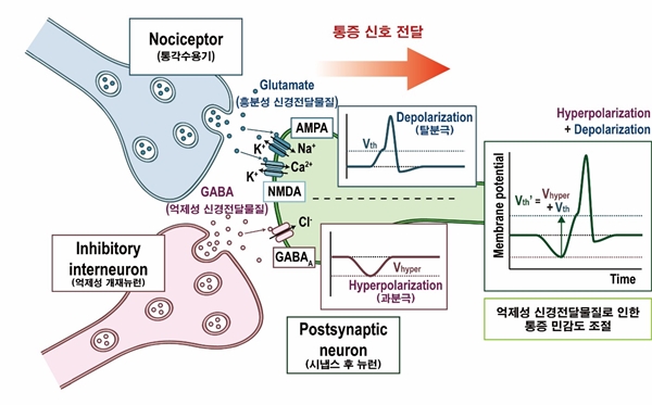 흥분성 및 억제성 신경전달물질로 인한 통각수용기의 동작 모식도