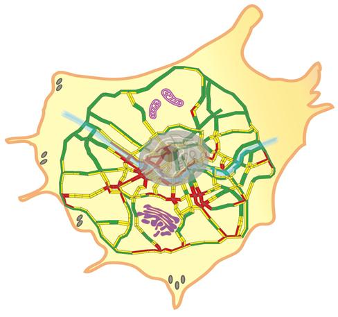 서울의 내부 및 외곽 도로망으로 표현한 세포 속 소포들의 트래픽 현상