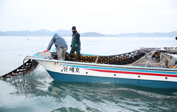 남면 진산어촌계 어민들이 5일 김을 재배하는 모습.