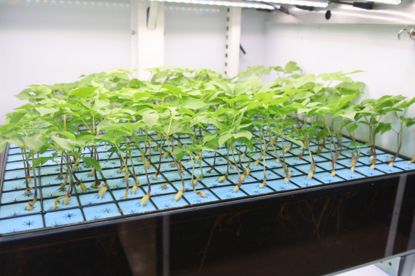 스마트 경로당 스마트팜 새싹인삼 시식회 진행 모습