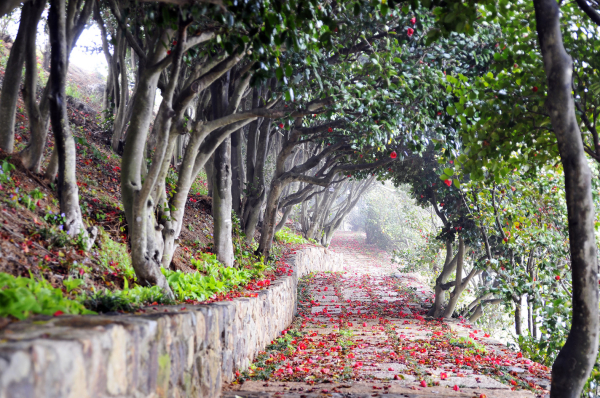 장사도 동백숲길