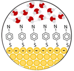 금(Au) 표면의 흡착 분자와 주변의 물 분자들을 나타낸 그림.