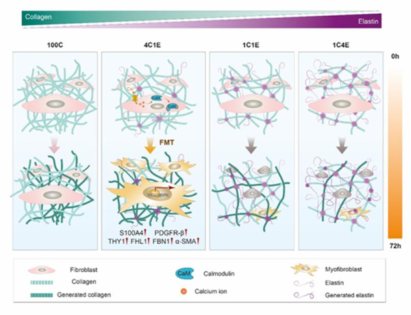 미세환경 제어를 통한 상처 치유 기전 규명 결과