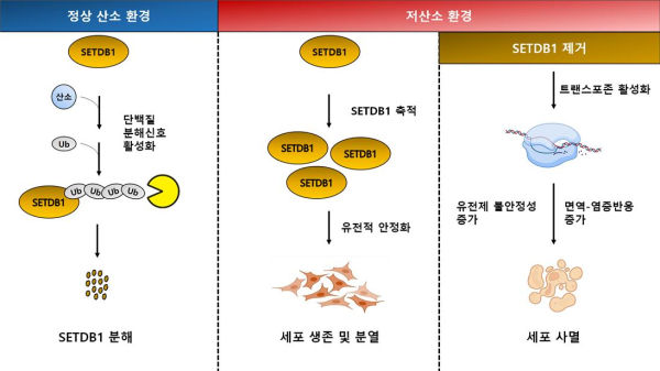 산소 농도에 따른 SETDB1 단백질의 조절 모식도
