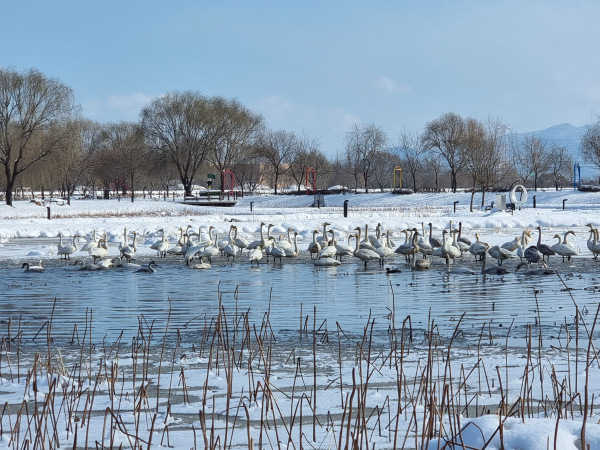 ‘겨울 진객’큰 고니 모습