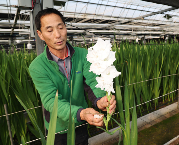 태안읍 평천리의 한 화훼농가에서 글라디올러스를 재배하는 모습(23. 12. 27.).