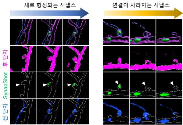 시간이 지남에 따라 새로 형성되거나 사라지는 시냅스 관찰