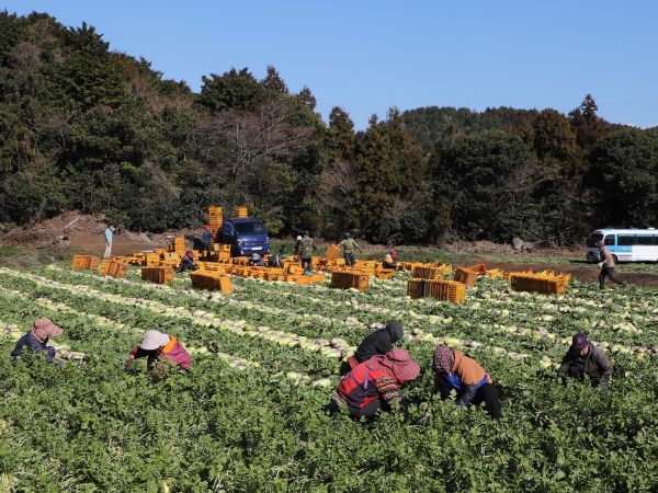 제주도 구좌읍 겨울무 정부수매 수확 포전(1.16.)