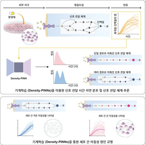 기계학습방법론(Density-PINNs)을 통한 세포 간 이질성 원인 규명