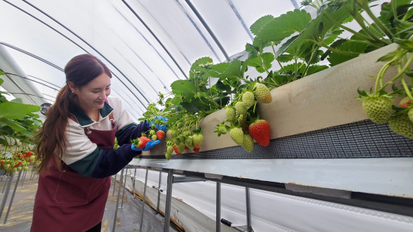 명품 보령 딸기 수확 모습