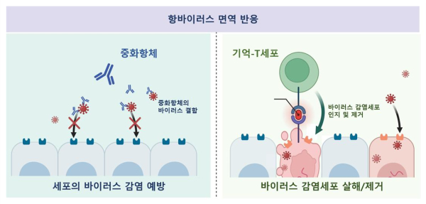 중화항체와 기억-T세포의 항바이러스 면역 기능