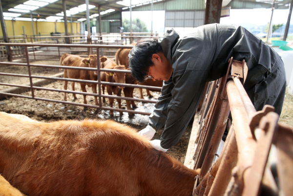 한우 농가 럼피스킨 백신 접종 모습(2023. 10. 23.).