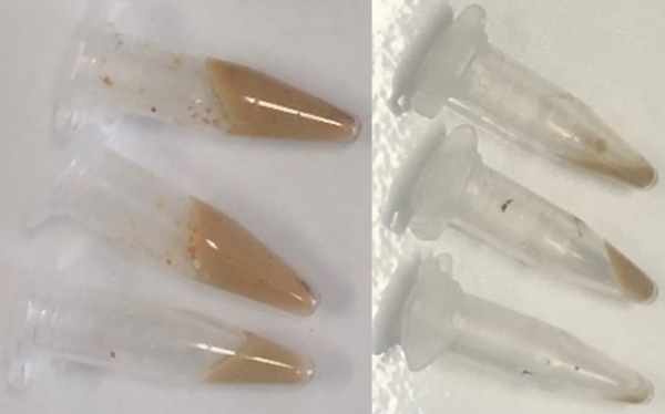 감마선을 이용해 처리한 하수슬러지 비교 모습.