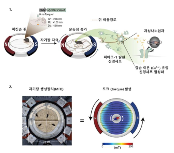 나노-자기유전학 기반 DBS(뇌심부자극술)