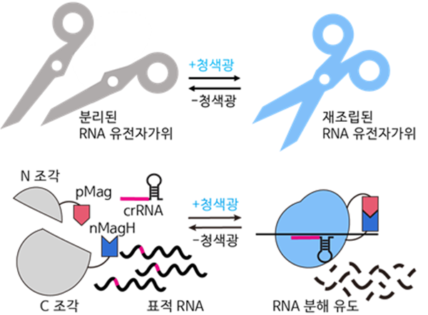 청색광에 의해 활성화되는 paCas13 시스템 모식도