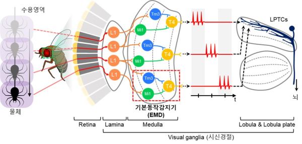 곤충의 생물학적 시신경계에서 기인한 기본 동작 인식 과정