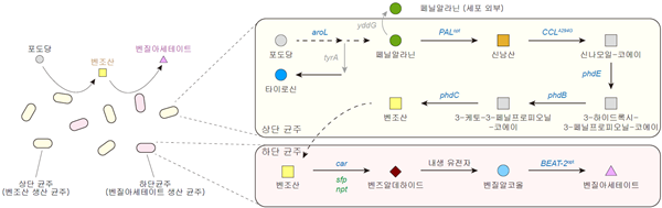 포도당으로부터 벤질아세테이트를 생합성하기 위한 미생물 균주 개발 및 공생배양 전략