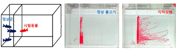 발달장애, 지적장애, 자폐증 모델동물의 사회성 행동실험 모습