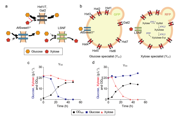 글루코스 및 자일로스 전문 효모 제작 설명도