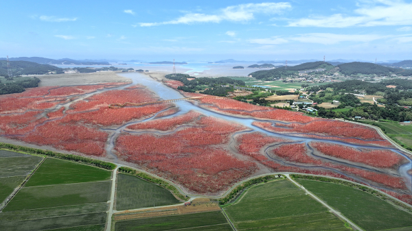 가로림만 갯벌식생 복원사업 조감도