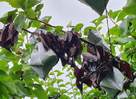 과수화상병 이미지