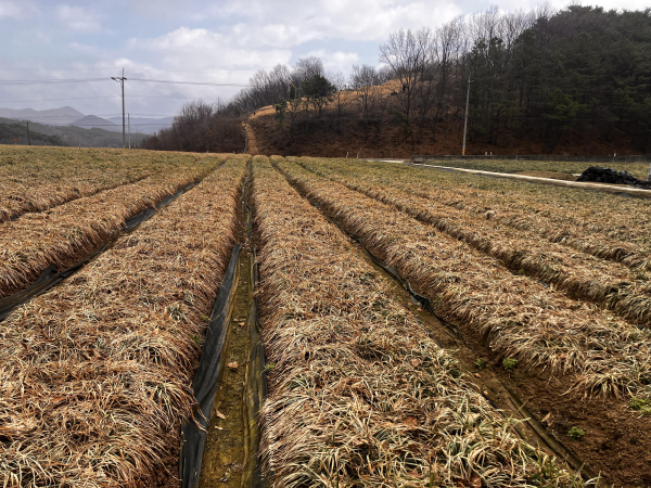 이상기후로 인한 맥문동 잎마름 증상