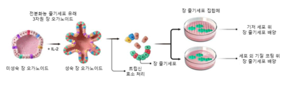 3차원 장 오가노이드 유래 2차원 장 줄기세포 농축 배양 기술 모식도