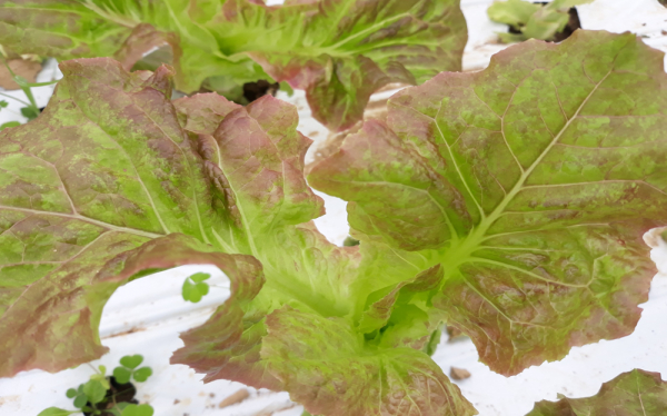 상추에 나타난 바이러스 증상(비정상적인 색 발현과 위축)