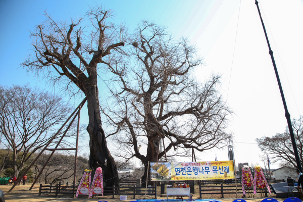 2024년 면천은행나무 목신제 개최 모습